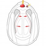 Scorpion EXO-510 Air Occulta Pearl White Blue Full Face Motorcycle Helmet S - Non PSB Approved